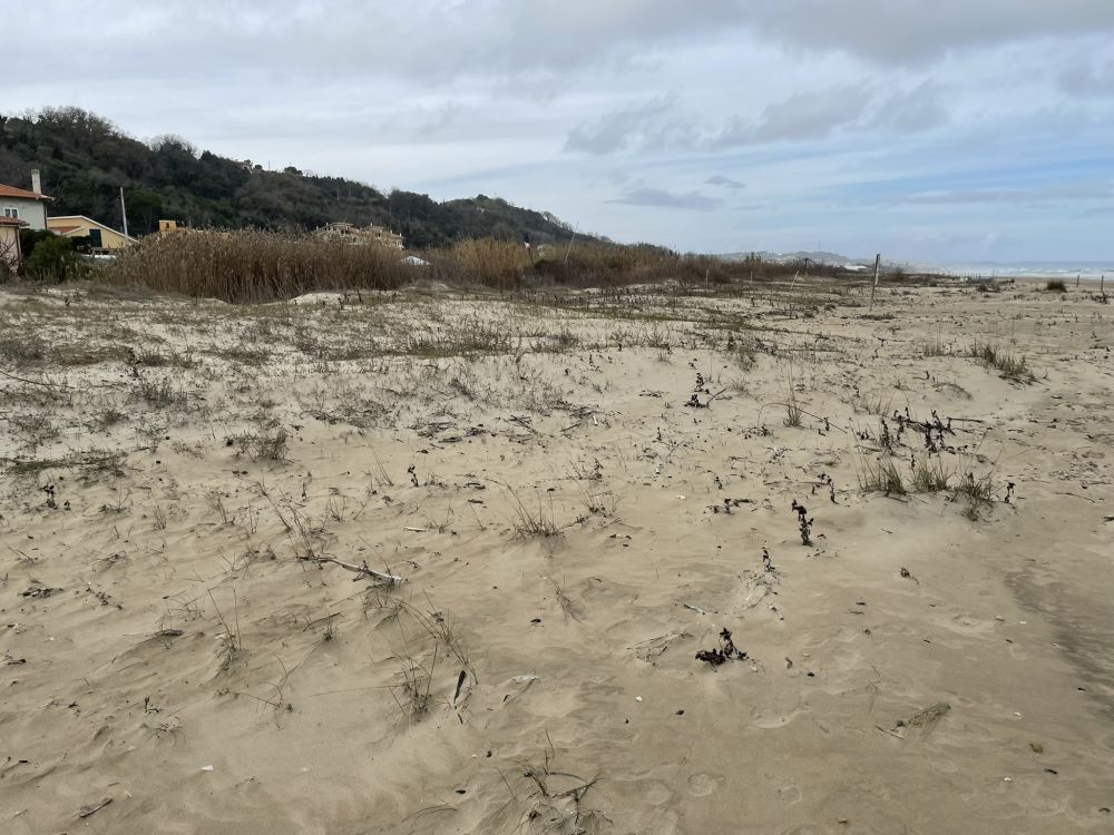 Tollo Canosa Sannita: dune sabbiose dove nidifica il fratino [Foto: Associazione culturale GoTellGo / CC BY NC SA, by Maria Teresa Natale]